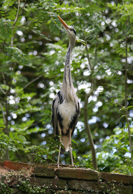 Grey Heron (Ardea cinerea) Amsterdam