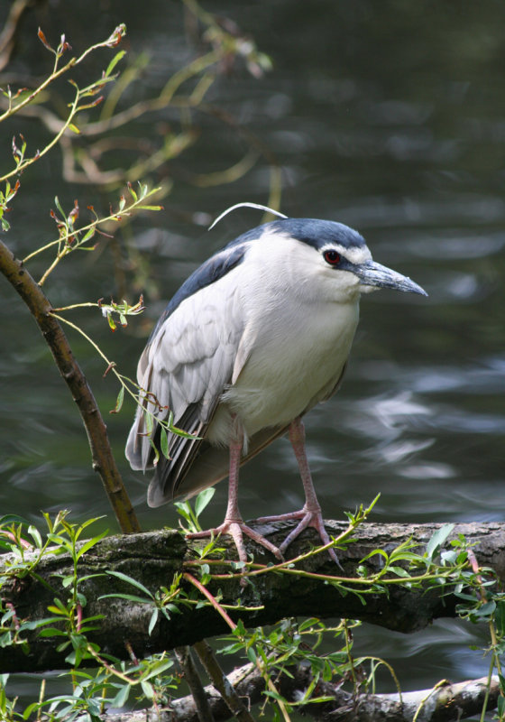 Black-crowned Night Heron (Nycticorax nycticorax) Amsterdam.JPG