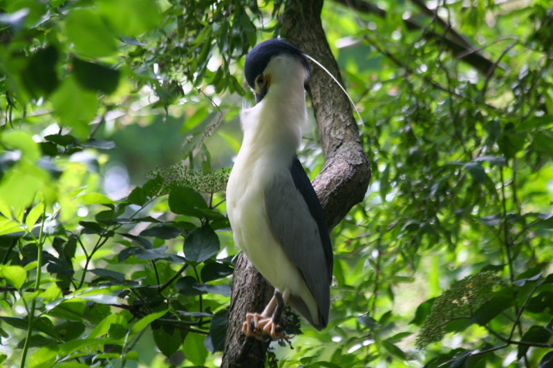 Black-crowned Night Heron (Nycticorax nycticorax) Amsterdam