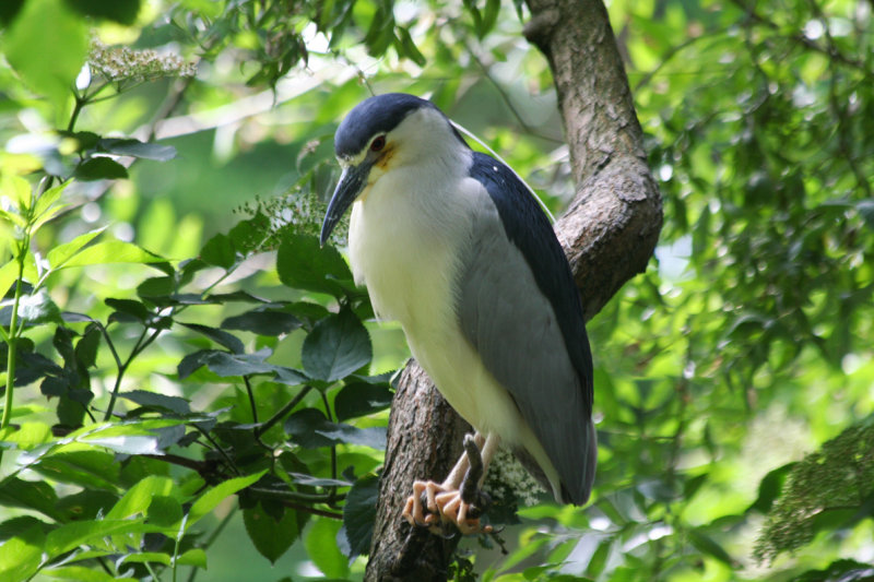 Black-crowned Night Heron (Nycticorax nycticorax) Amsterdam