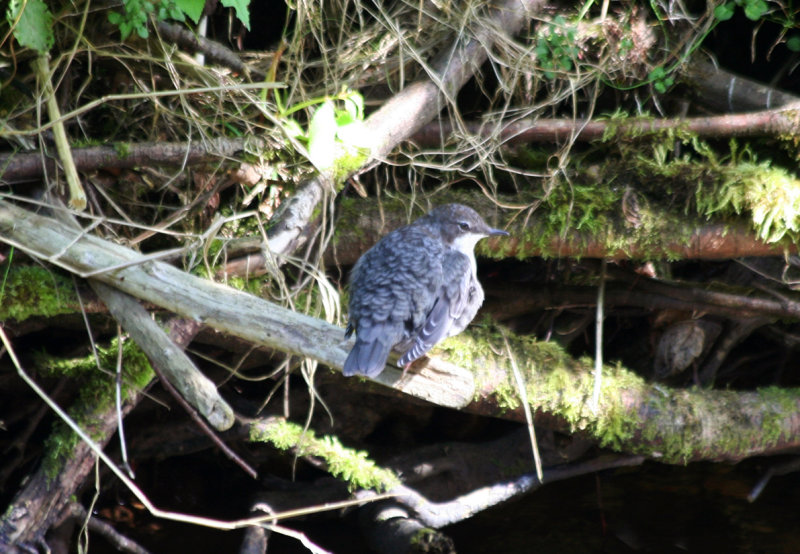 Red-Bellied Dipper (Cinclus cinclus aquaticus) Sächsische Schweiz NP - BRD