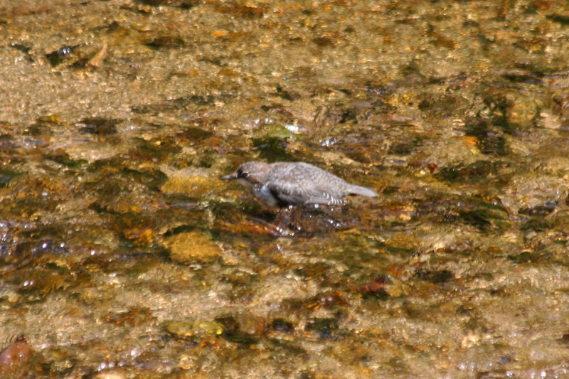 Red-Bellied Dipper (Cinclus cinclus aquaticus) Sächsische Schweiz NP - BRD