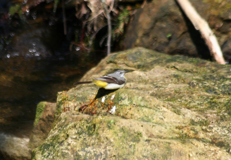 Grey Wagtail (Motacilla cinerea) BRD Sachsische Schweitz NP.JPG