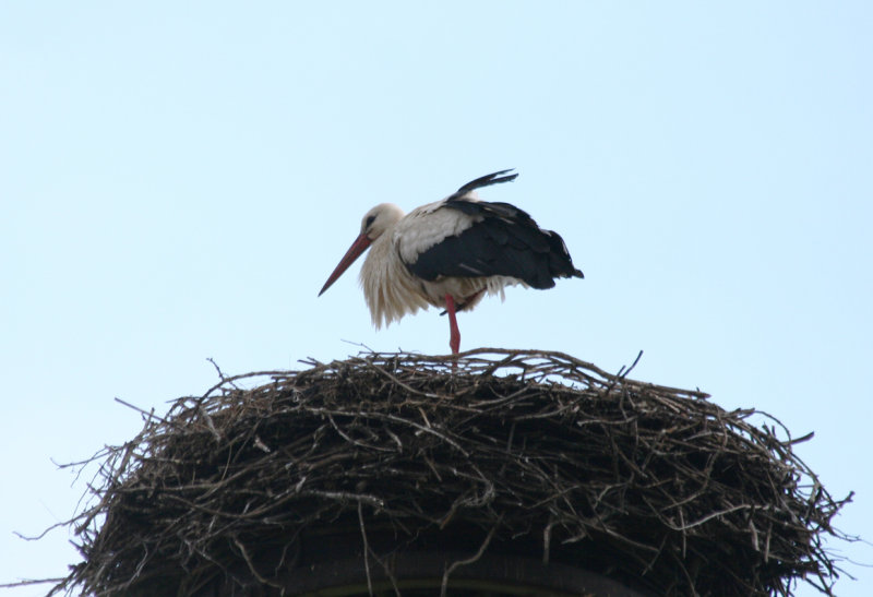 White Stork - Moritzburg