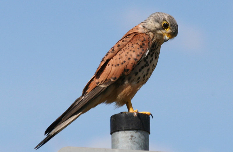Common Kestrel (Falco tinnunculus) BRD - Dresden