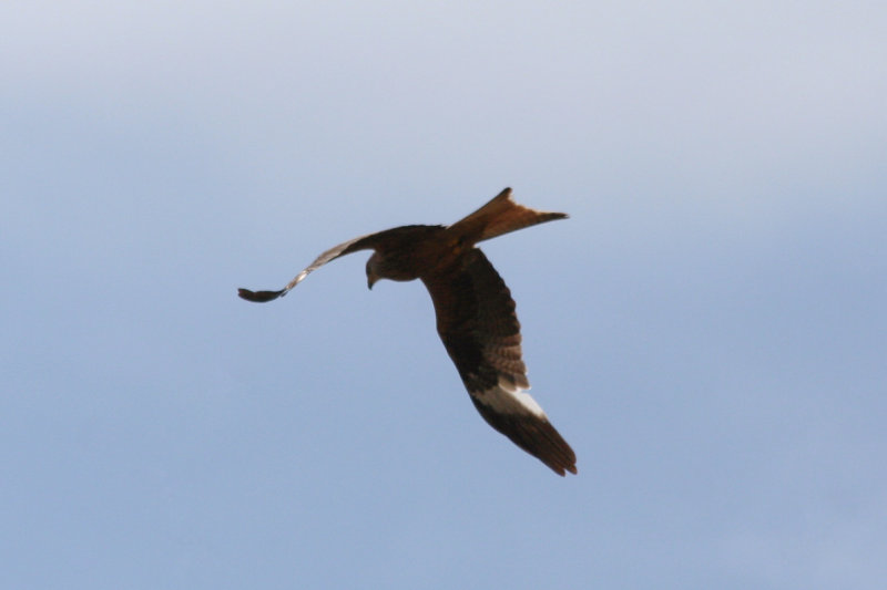 Red Kite (Milvus milvus) BRD - Dresden.JPG