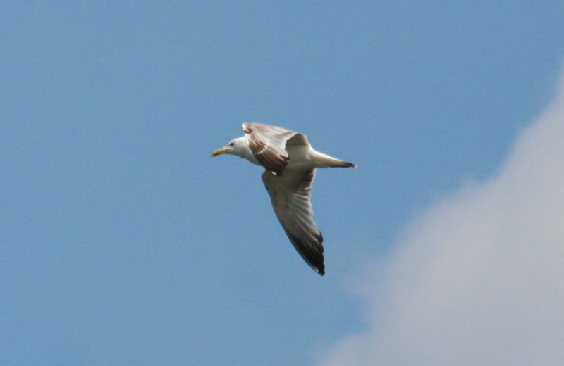 Caspian Gull (Larus cachinnans) BRD - Dresden