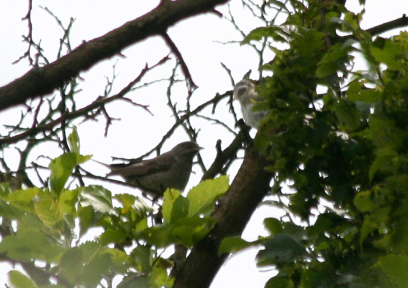 Barred Warbler (Sylvia nisoria) juvenile and male - BRD - Berlin Buch