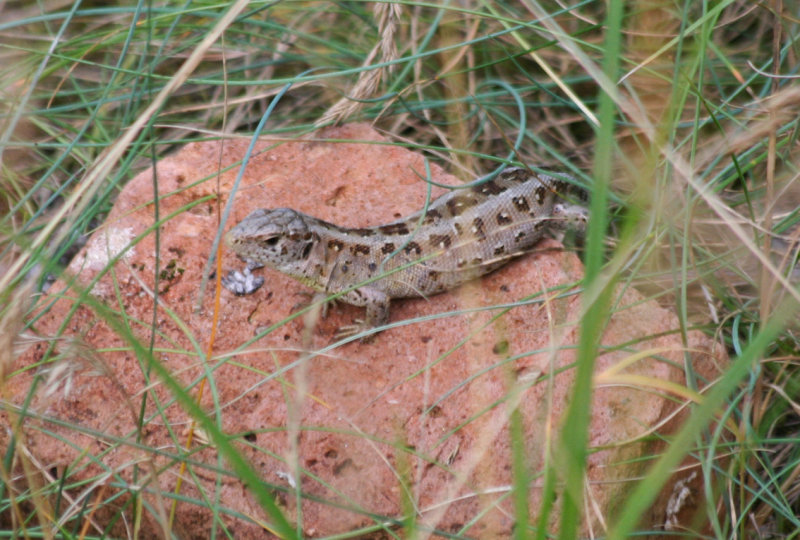 Sand Lizard (Lacerta agilis) BRD - Berlin, Karower Teiche