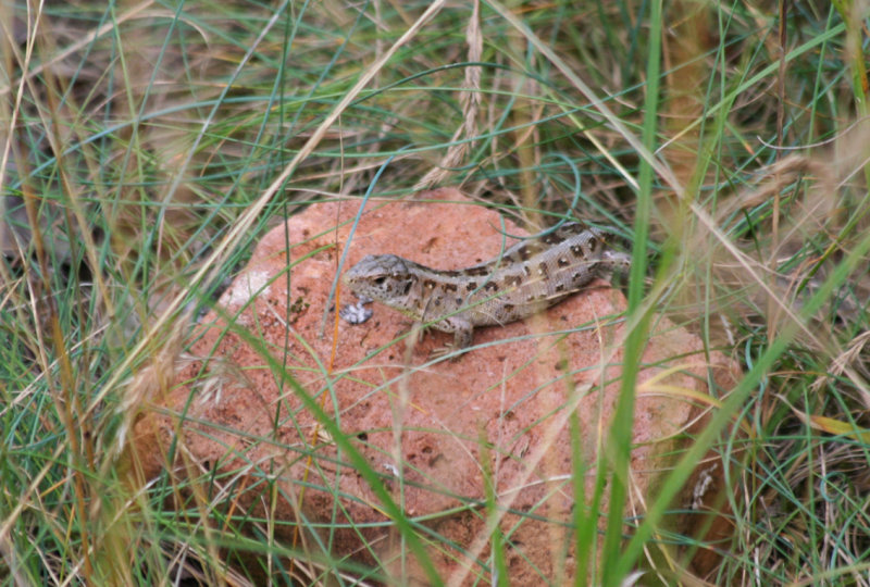 Sand Lizard (Lacerta agilis) BRD - Berlin, Karower Teiche
