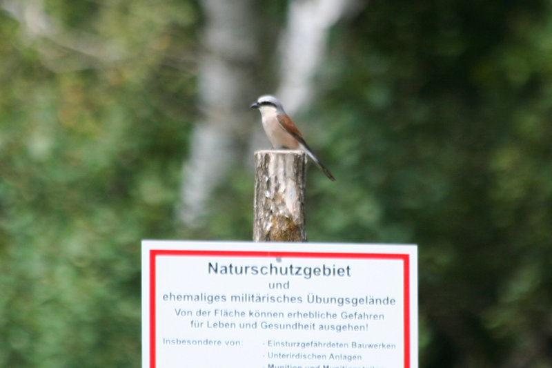 Red-backed Shrike (Lanius collurio) Adult male - BRD - Havelland