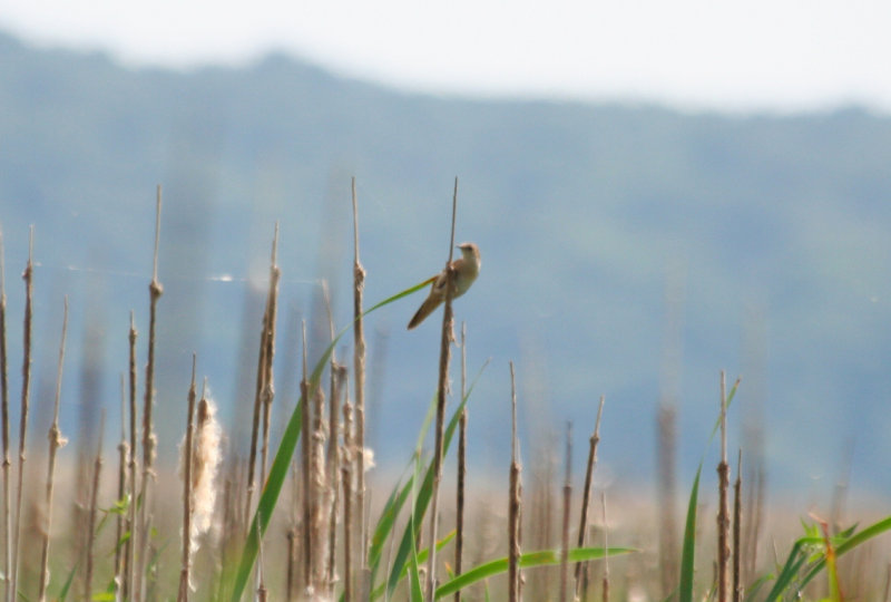 Savi's Warbler (Locustella luscinioides) BRD - Unteres Odertal NP
