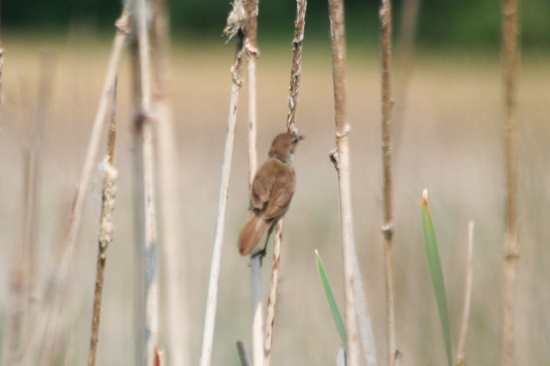 Savi's Warbler (Locustella luscinioides) BRD - Unteres Odertal NP