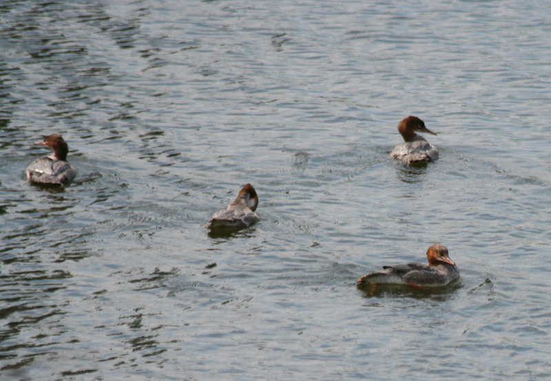 Goosander (Mergus merganser) BRD - Unteres Odertal NP