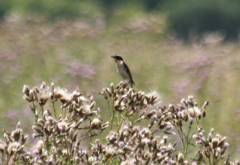 Whinchat (Saxicola rubetra) BRD - Havellandisches Luch