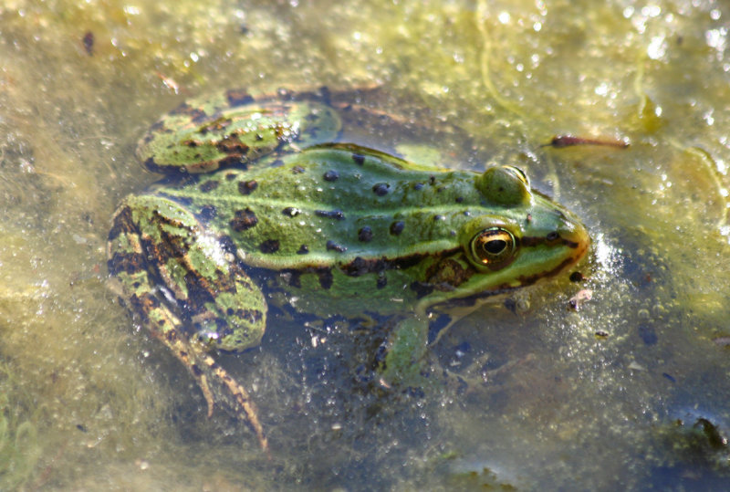 Green Frog spec. (Pelophylax spec.) BRD - Berlin (Landkreis).JPG