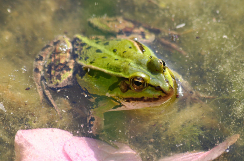 Green Frog spec. (Pelophylax spec.) BRD - Berlin
