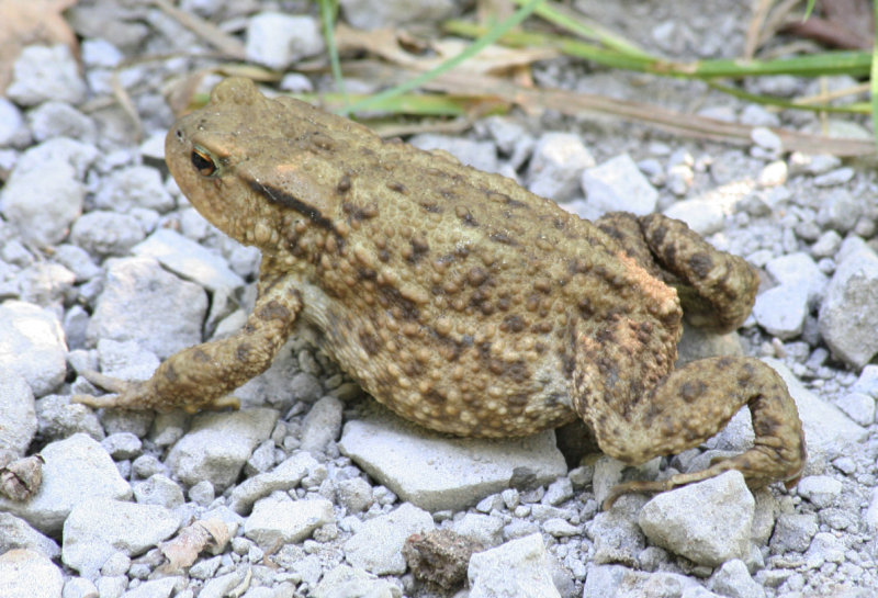 Common Toad (Bufo bufo) Voornes Duin
