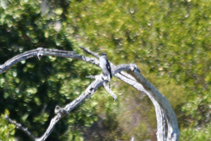 Fiscal Flycatcher (Melaenornis silens) South Africa, Cape Peninsula NP