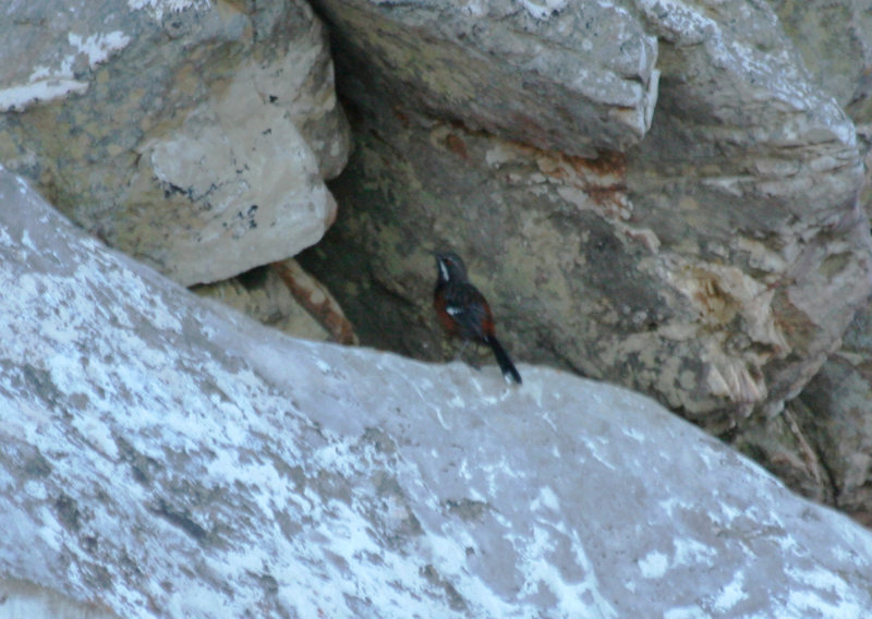 Cape Rockjumper (Chaetops frenatus)