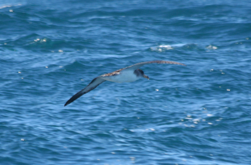 Cory's Shearwater (Calonectris borealis) Cape Town Pelagic