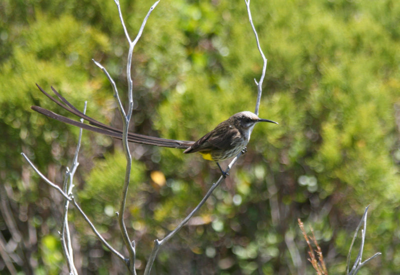 Cape Sugarbird (Promerops cafer) Simons Town - Avian Leisure