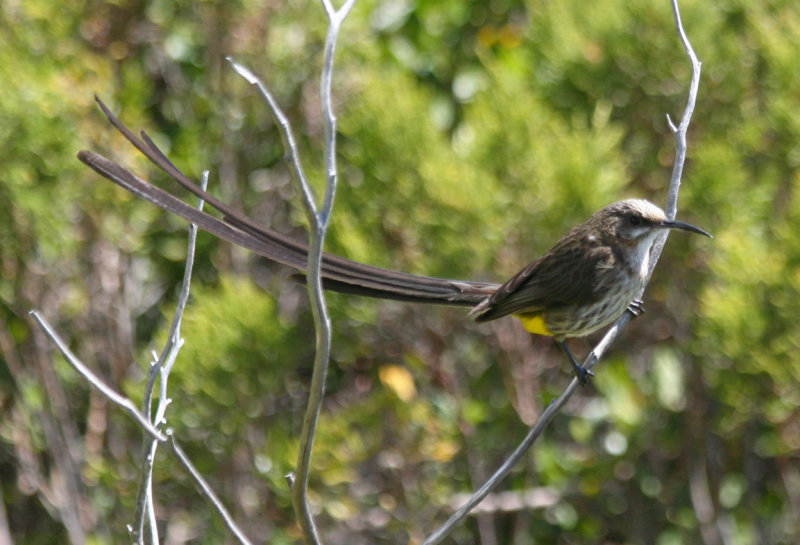 Passeriformes: Promeropidae - Sugarbirds