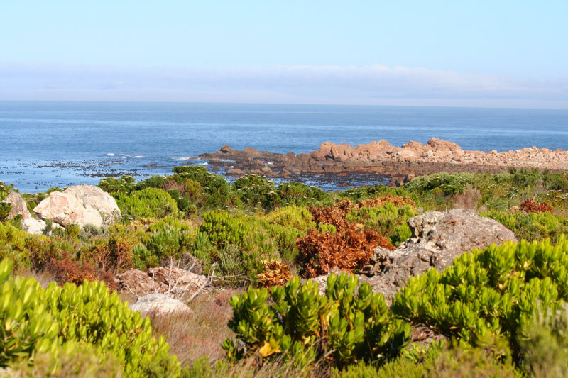 Rooi Els - Western Cape