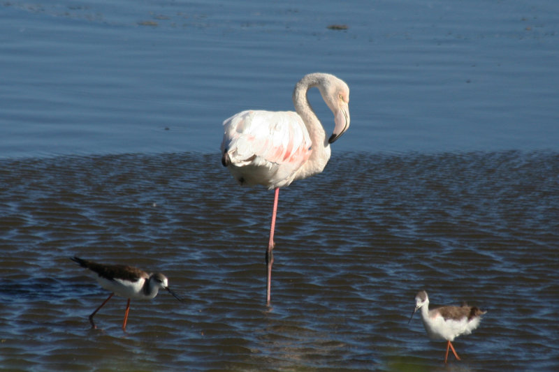 Greater Flamingo and Black-winged Stilts - South Africa - Cape Town - Strandfontein Sewage Works 