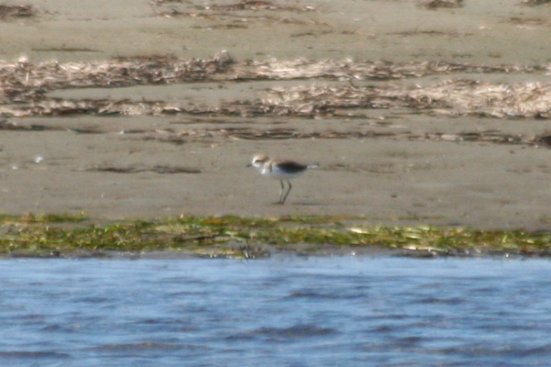 Greater Sand Plover (Anarhynchus leschenaultii) Greece - Mesolongi Lagoon NP