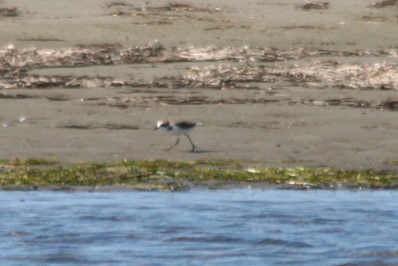 Greater Sand Plover (Anarhynchus leschenaultii) Greece - Mesolongi Lagoon NP
