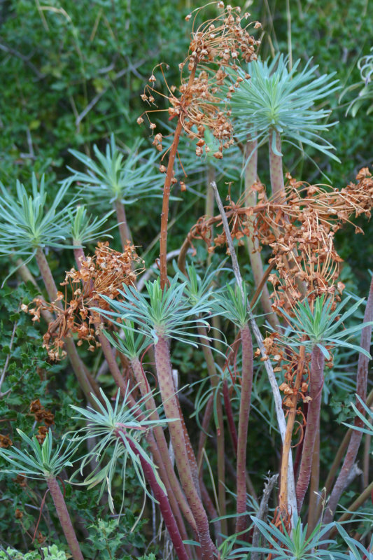 Euphorbia - Mount Ymmitos, Athens