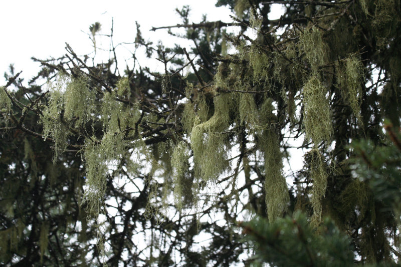 Greek Fir (Abies cephalonica) with Lychen - Parnassos Mountain