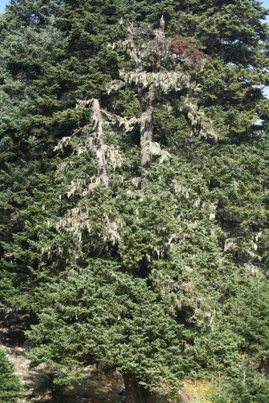 Greek Fir (Abies cephalonica) Parnassos Mountain