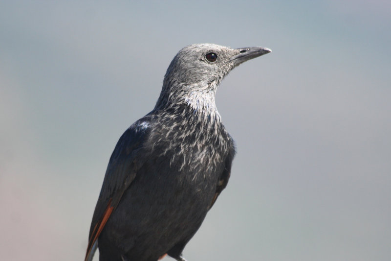 Red-winged Starling (Onychognathus morio) Table Mountain NP