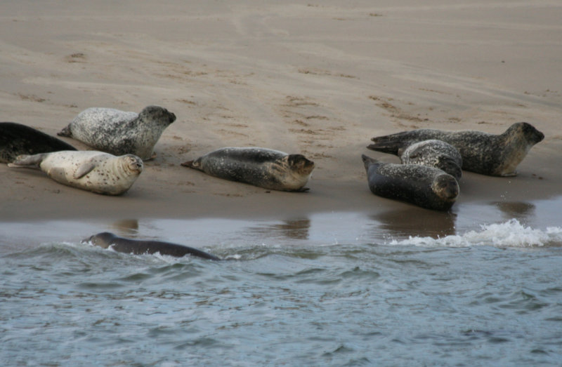Common seals (Phoca vitulina) Maasvlakte