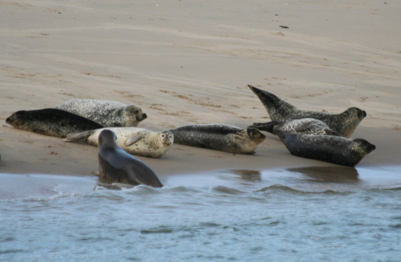 Common seals (Phoca vitulina) Maasvlakte