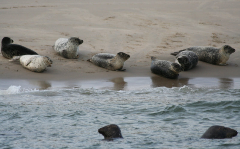 Common seals (Phoca vitulina) and Grey seals (Halichoerus grypus) Maasvlakte