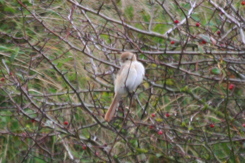 Isabelline Shrike (Lanius isabellinus) Noordhollands Duinreservaat