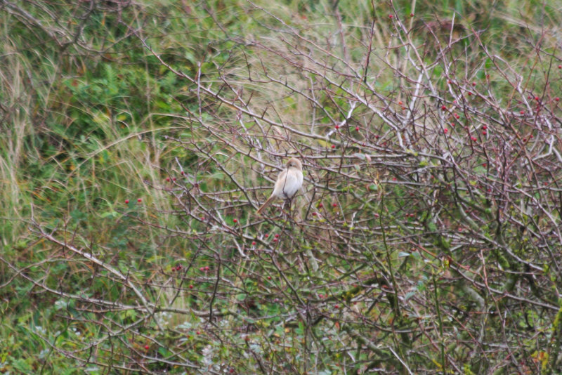 Daurian Shrike (Lanius isabellinus) Noordhollands Duinreservaat