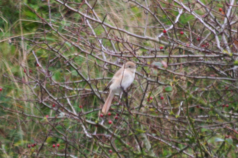 Daurian Shrike (Lanius isabellinus) Noordhollands Duinreservaat