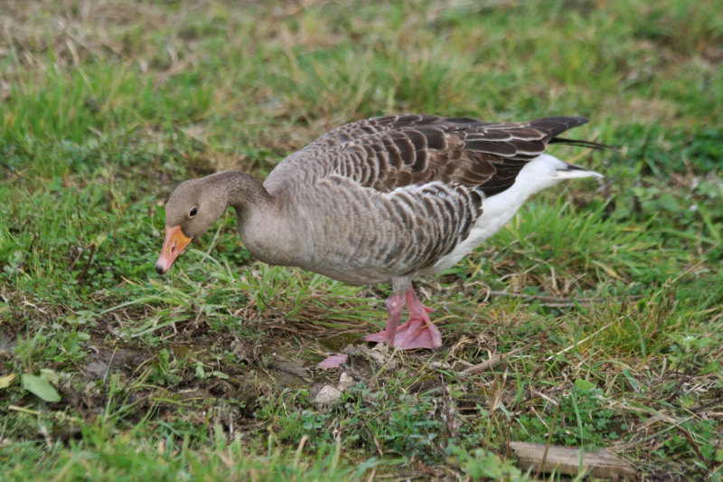 Greylag Goose (Anser anser) Warmond - Klaas Hennepoelpolder