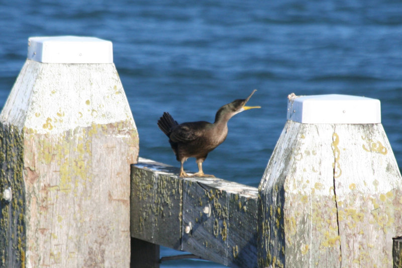 European Shag (Phalacrocorax aristotelis) IJmuiden Zuidpier