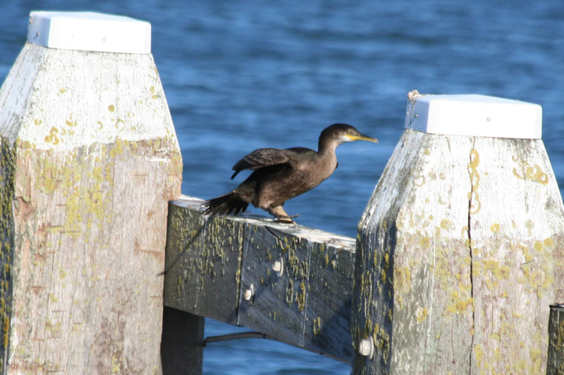 European Shag (Phalacrocorax aristotelis) IJmuiden Zuidpier.JPG