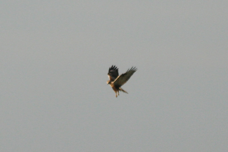 Rough-legged Buzzard (Buteo lagopus) Oudeland van Strijen ZH