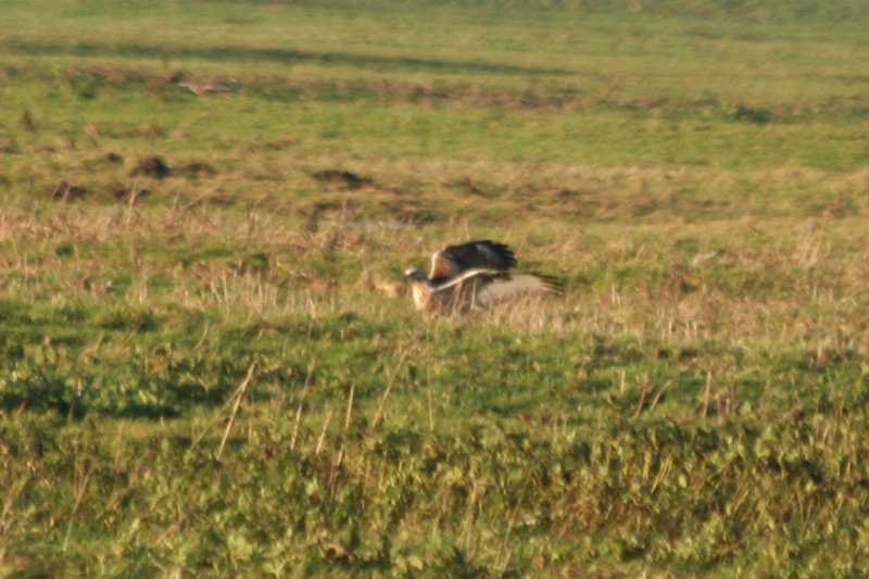 Rough-legged Buzzard (Buteo lagopus) Oudeland van Strijen ZH