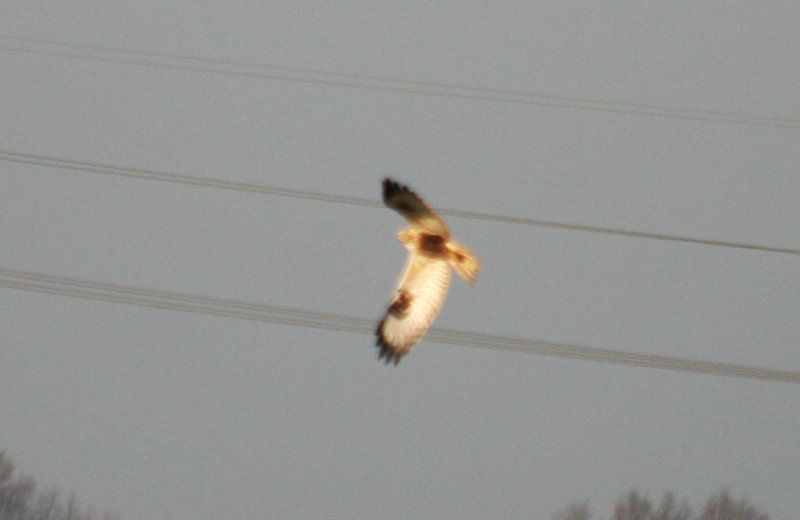 Rough-legged Buzzard (Buteo lagopus) Oudeland van Strijen ZH