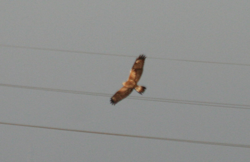 Rough-legged Buzzard (Buteo lagopus) Oudeland van Strijen ZH