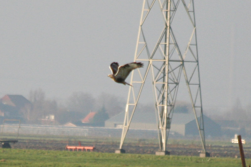 Rough-legged Buzzard (Buteo lagopus) Oudeland van Strijen ZH