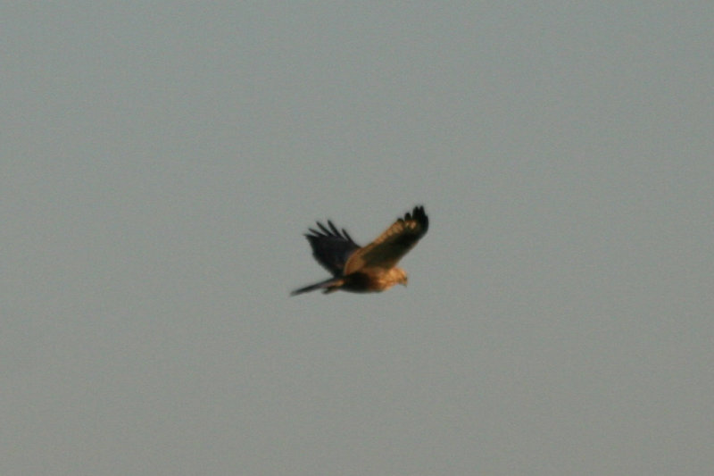 Rough-legged Buzzard (Buteo lagopus) Oudeland van Strijen ZH